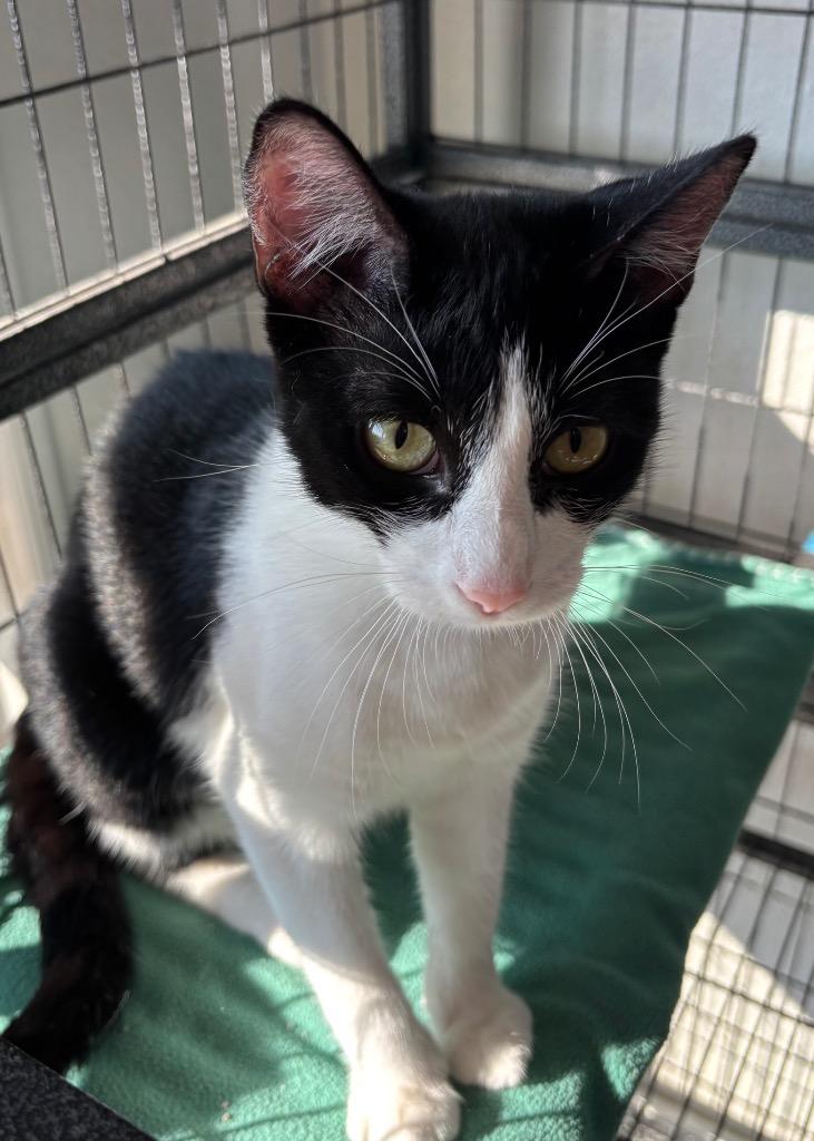 Sloan, a Adoptable mixed breed in Midland, TX image 4/4