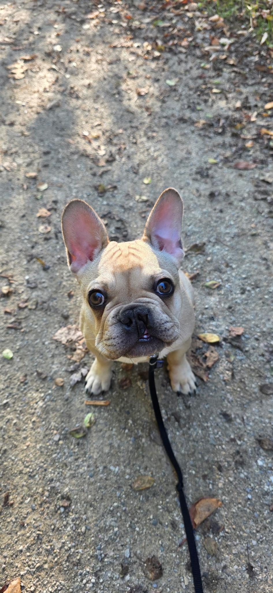 Meatball, a Adopted French Bulldog in Milton, ON image 1/6