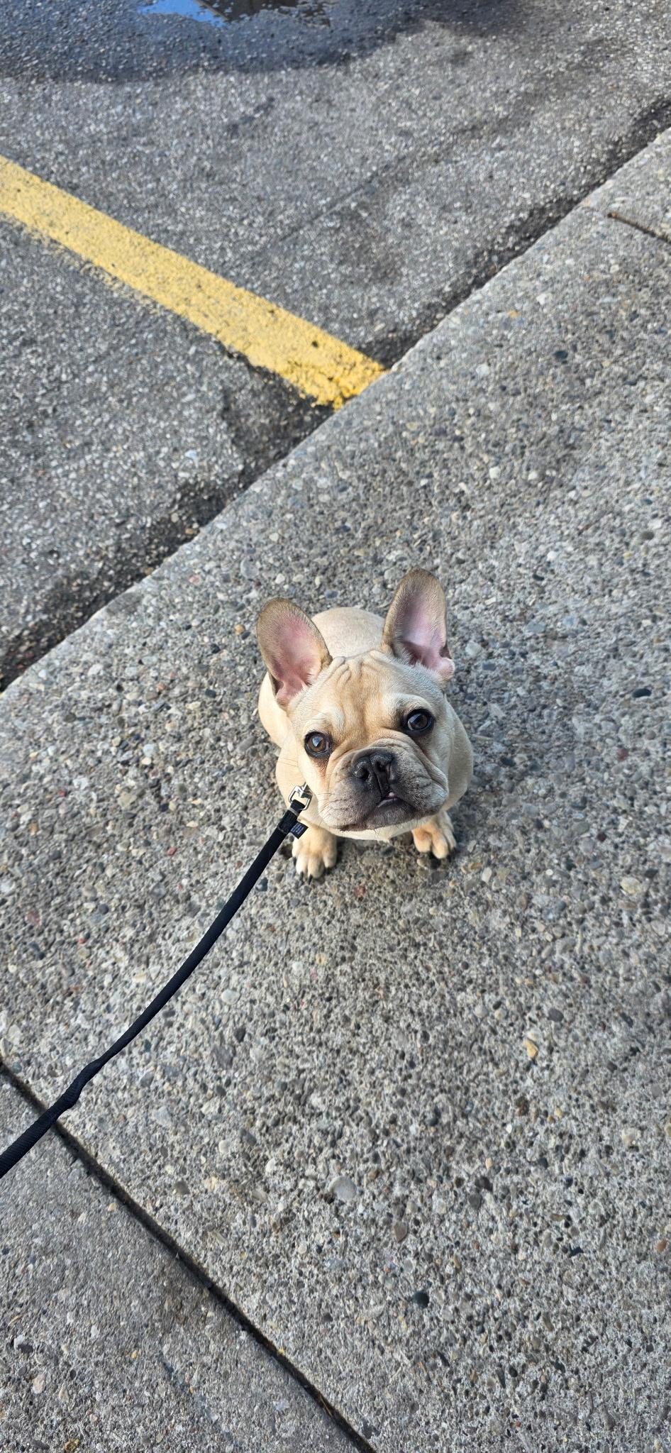Meatball, a Adopted French Bulldog in Milton, ON image 2/6