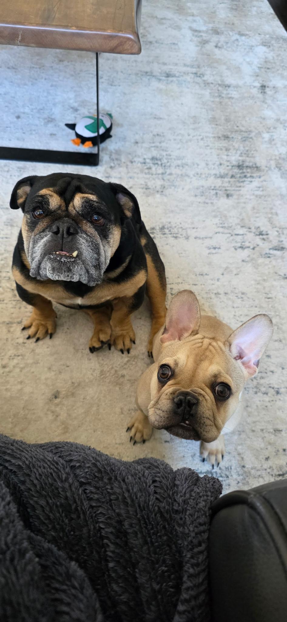 Meatball, a Adopted French Bulldog in Milton, ON image 3/6