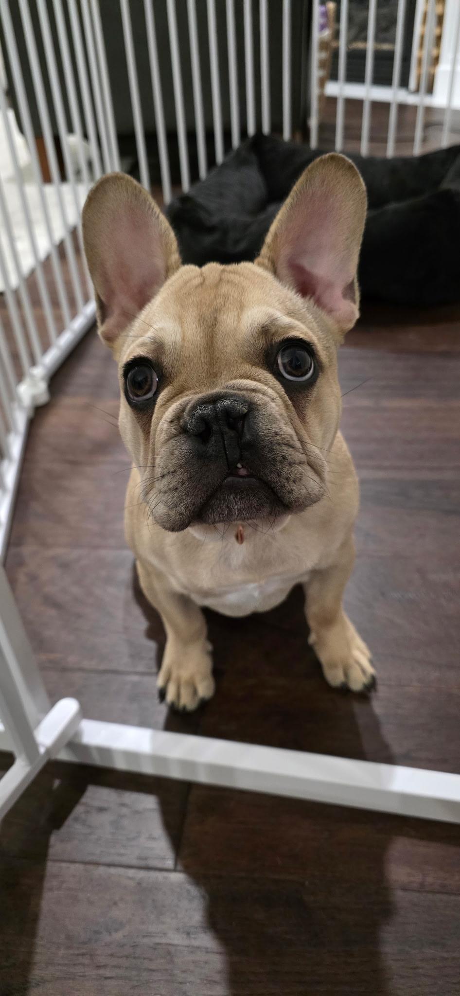 Meatball, Adopted, Puppy Male French Bulldog.