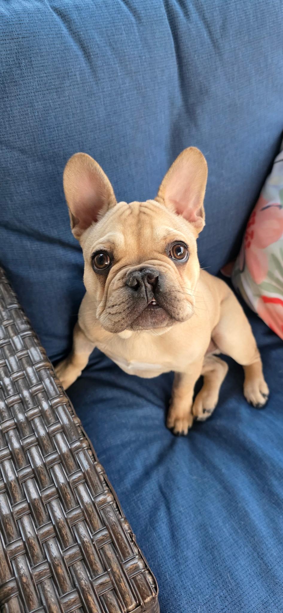 Meatball, a Adopted French Bulldog in Milton, ON image 5/6