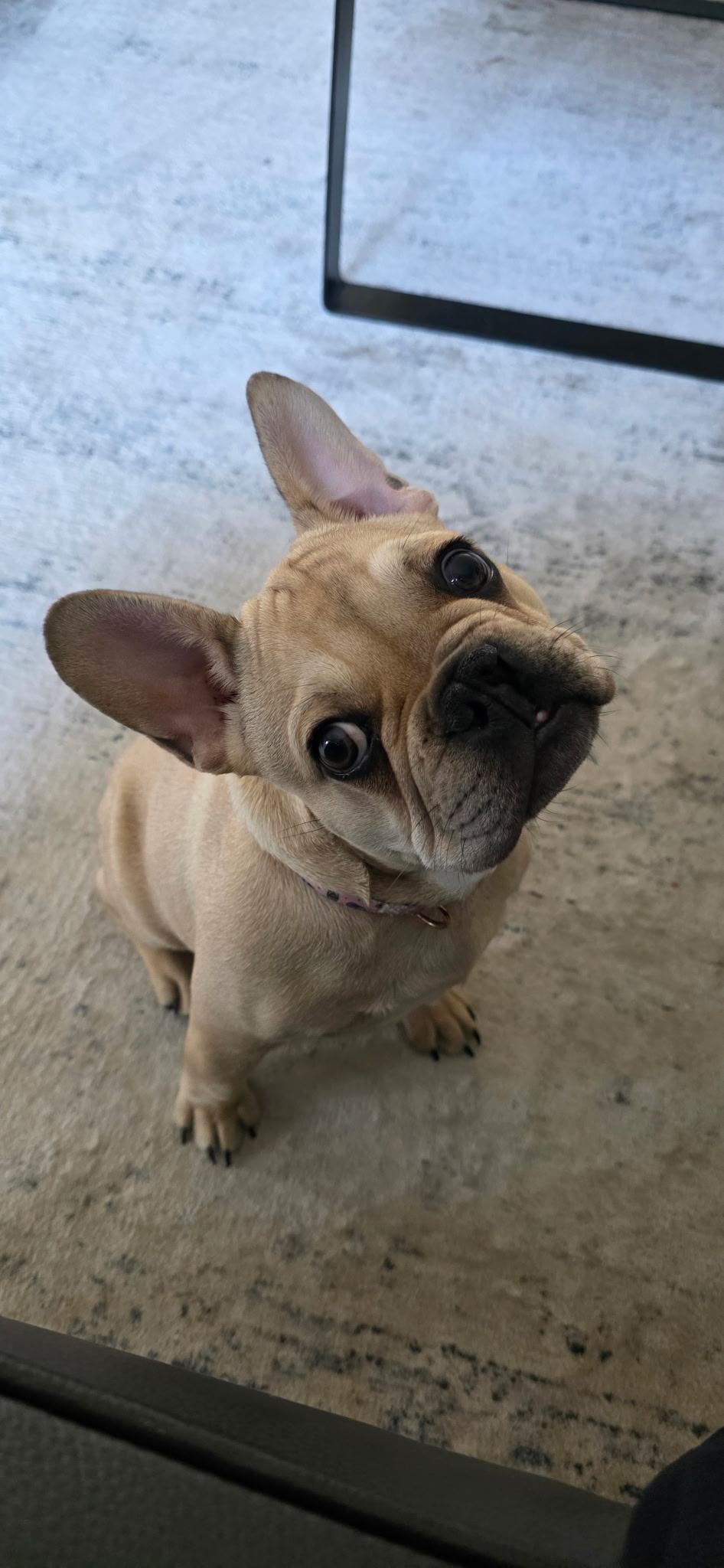 Meatball, a Adopted French Bulldog in Milton, ON image 6/6