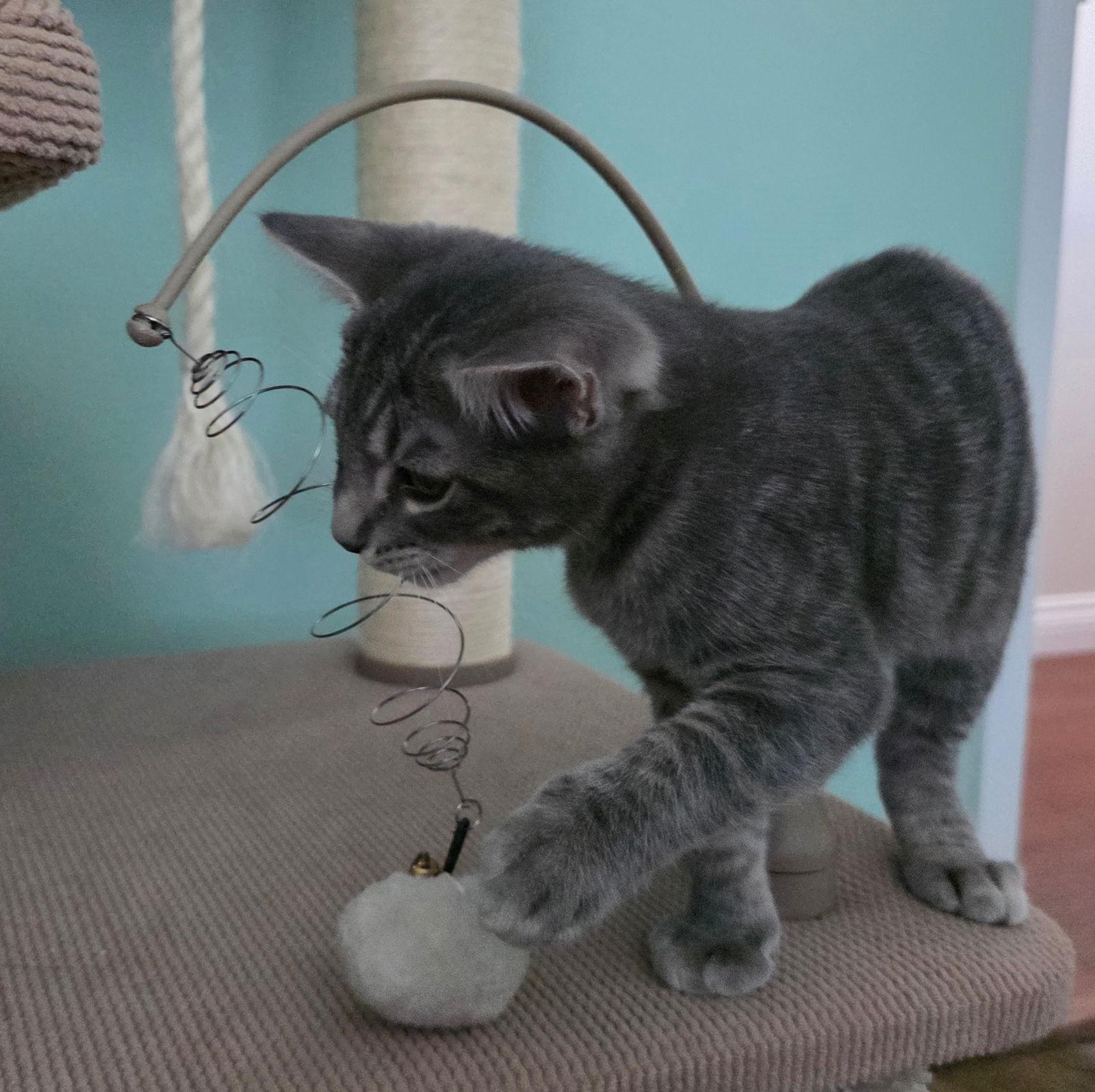 Shallot, Adopted, Kitten Male Domestic Short Hair.