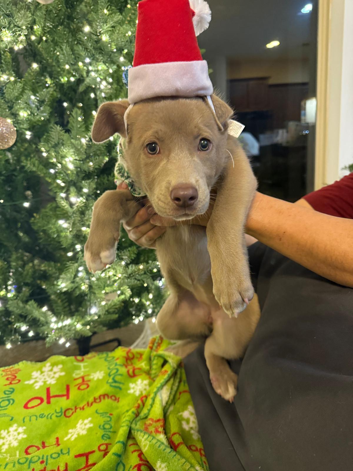 Ivy, an adopted mixed breed in Yonkers, NY image 6/6