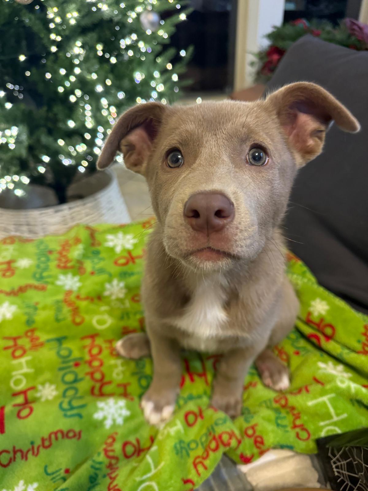 Ivy, an adopted mixed breed in Yonkers, NY image 1/6