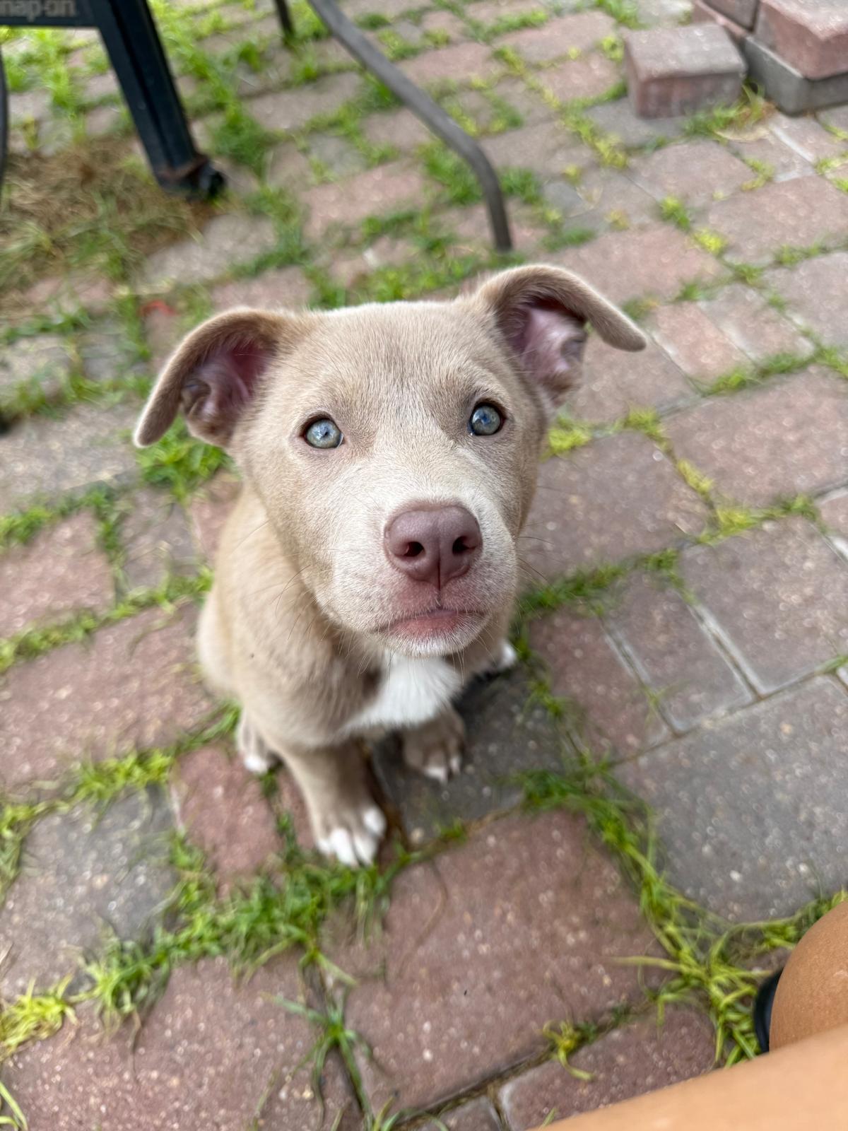 Ivy, an adopted mixed breed in Yonkers, NY image 2/6