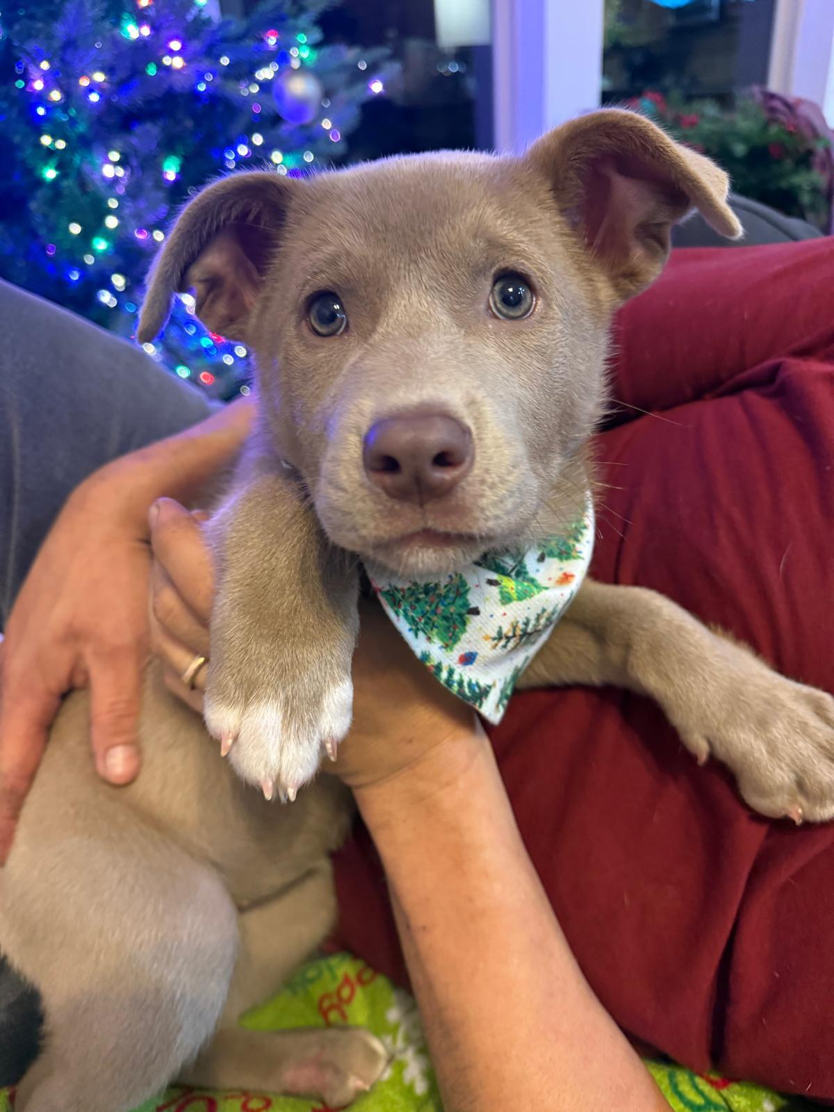 Ivy, an adopted mixed breed in Yonkers, NY image 4/6