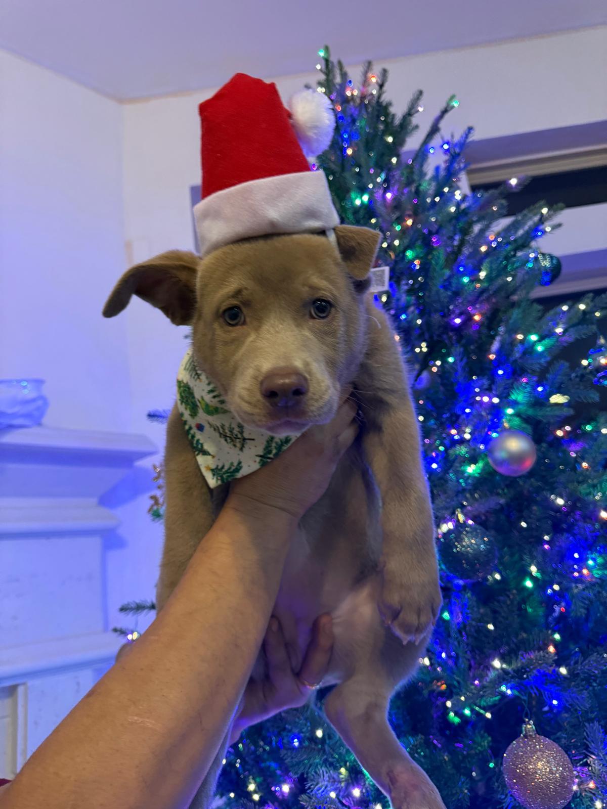 Ivy, an adopted mixed breed in Yonkers, NY image 5/6