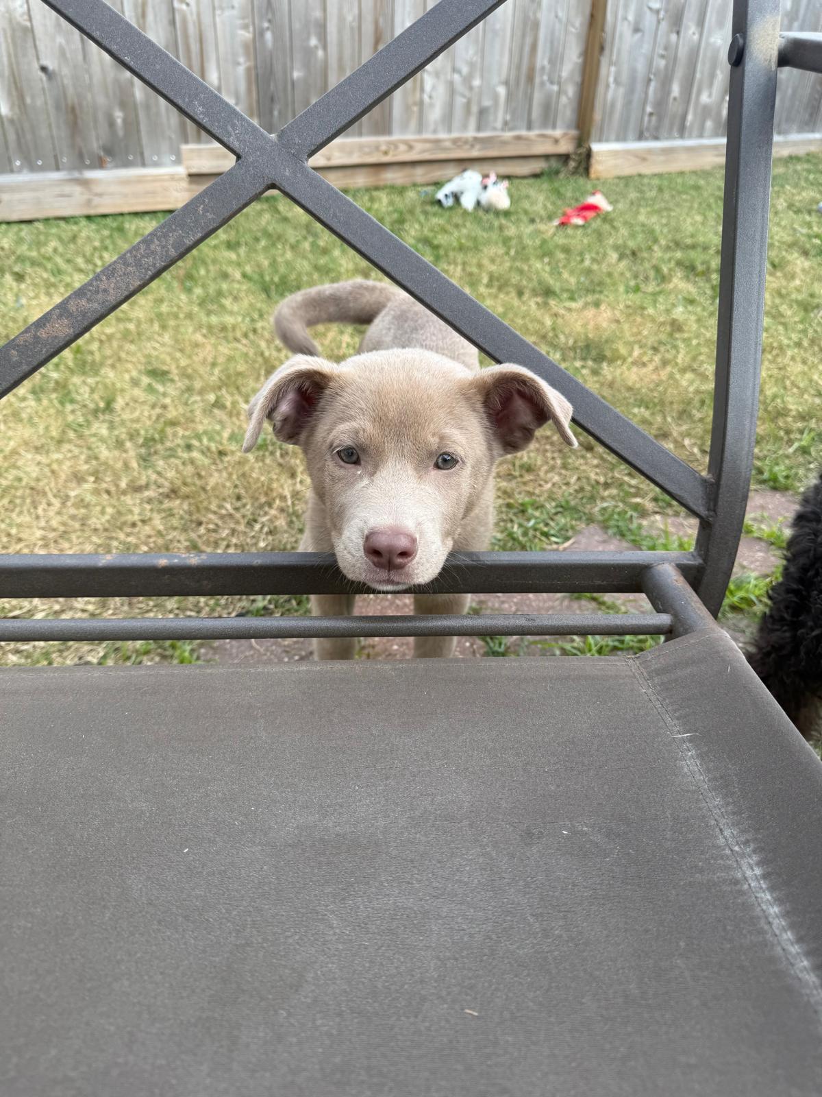 Ivy, an adopted mixed breed in Yonkers, NY image 3/6