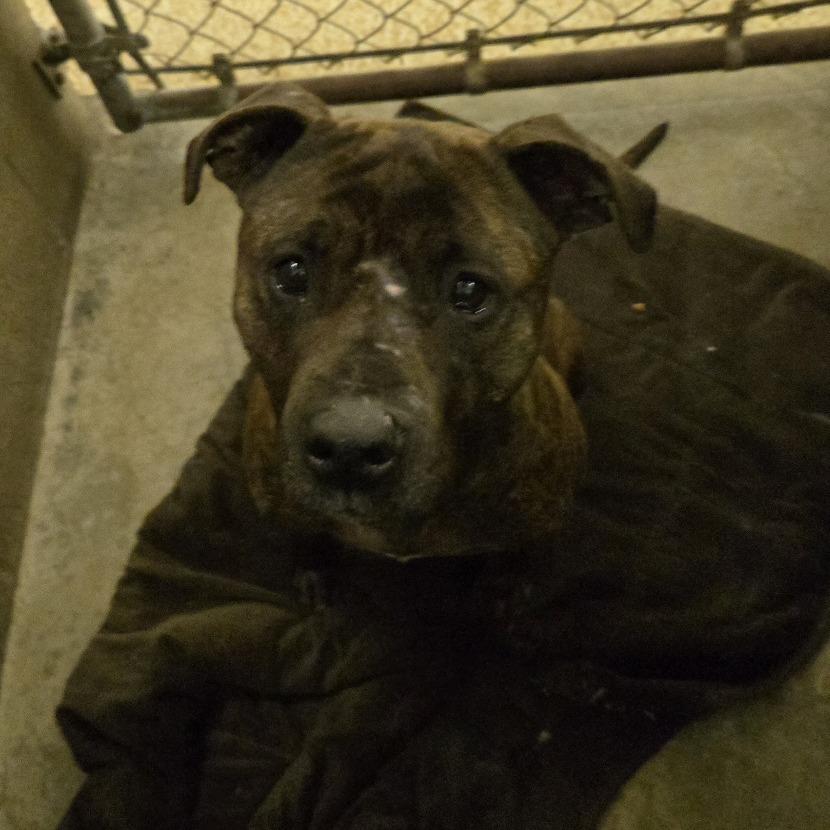 Gamora, Adoptable, Adult Female Pit Bull Terrier.