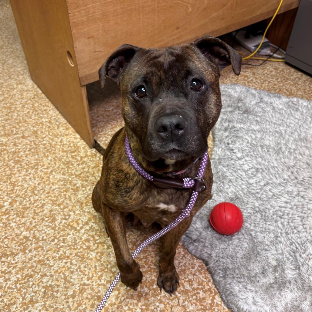 Enlarge Gamora, a Adoptable Pit Bull Terrier in Chehalis, WA image 2/2