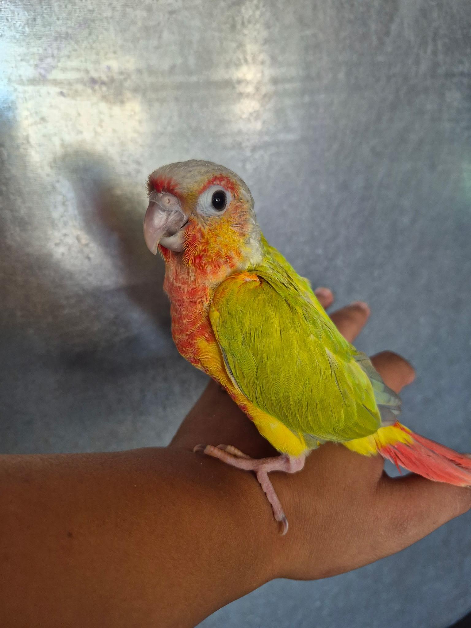Enlarge Juniper, an adopted Conure in Corona, CA image 2/3