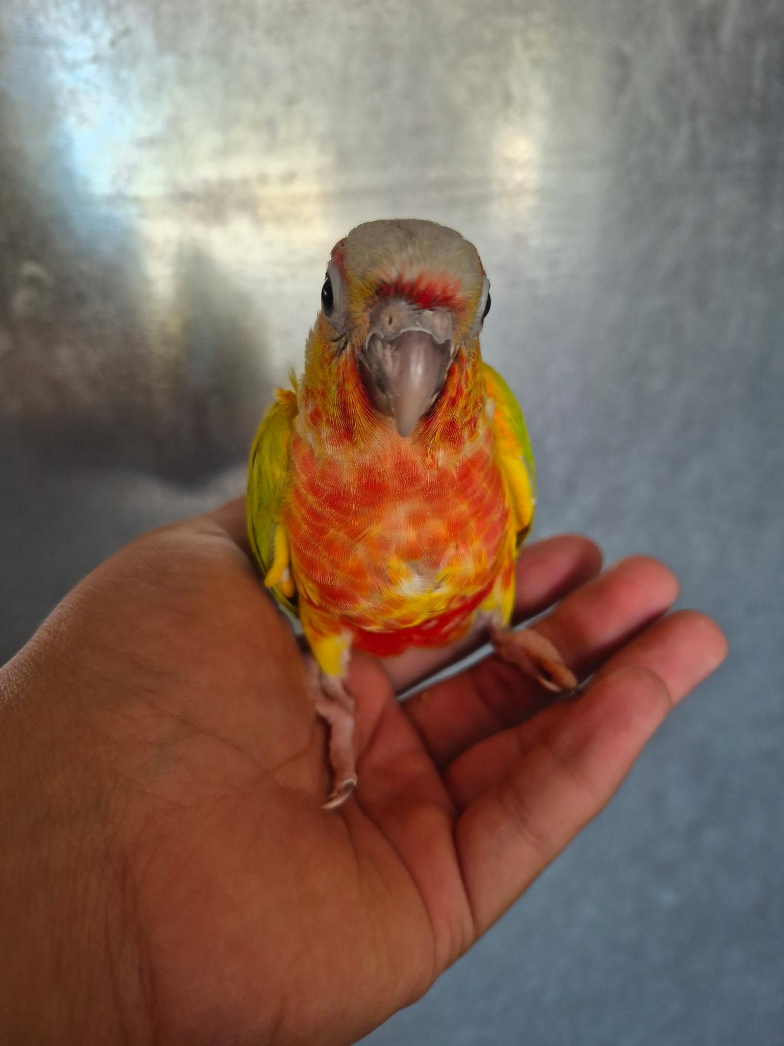 Enlarge Juniper, an adopted Conure in Corona, CA image 3/3