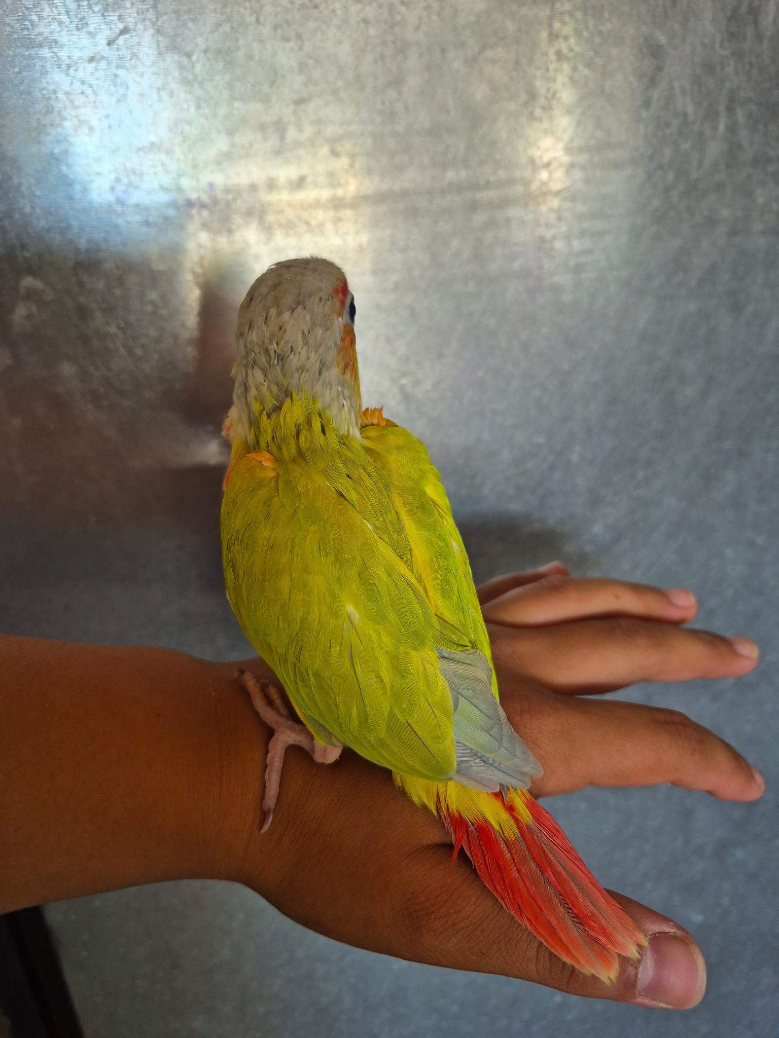 Juniper, ADOPTABLE, Baby Unknown Conure.