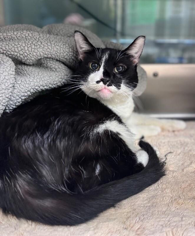 Enlarge Gummy (AKA Gucci), a Adoptable Domestic Short Hair in Disputanta, VA image 1/4