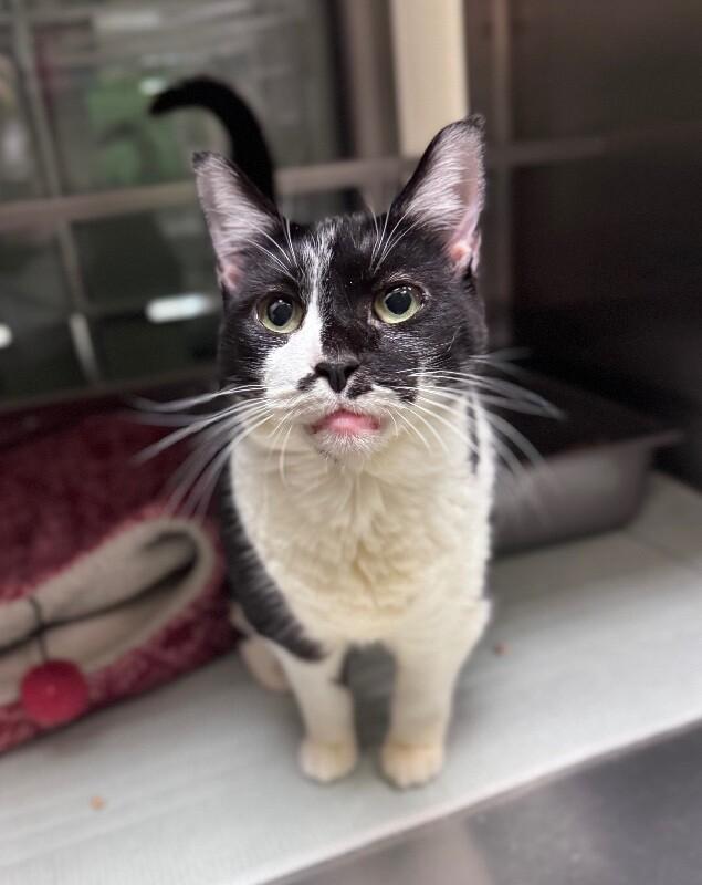 Enlarge Gummy (AKA Gucci), a Adoptable Domestic Short Hair in Disputanta, VA image 2/4