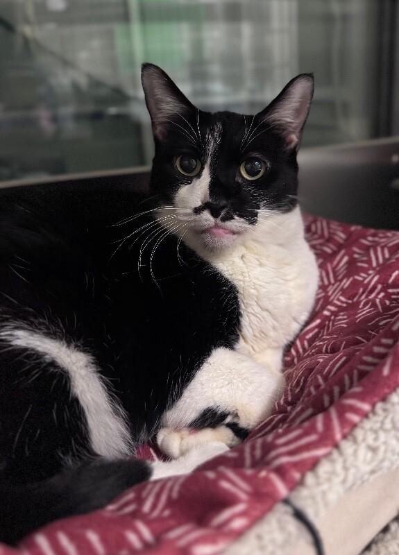 Enlarge Gummy (AKA Gucci), a Adoptable Domestic Short Hair in Disputanta, VA image 3/4