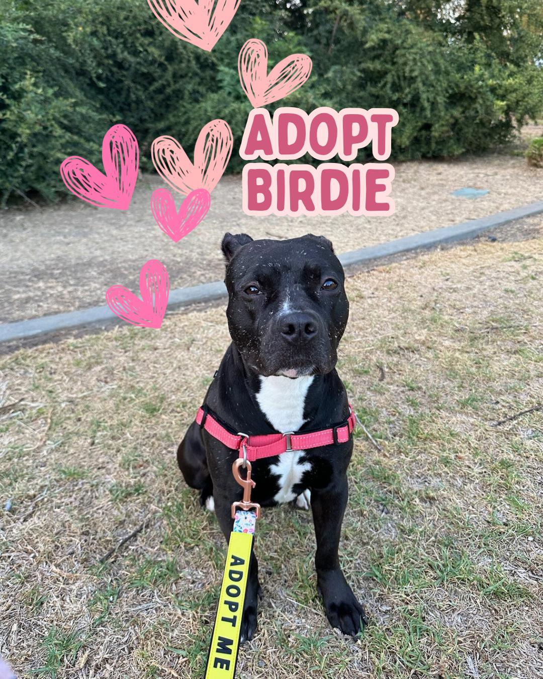 Birdie Boxer Dog