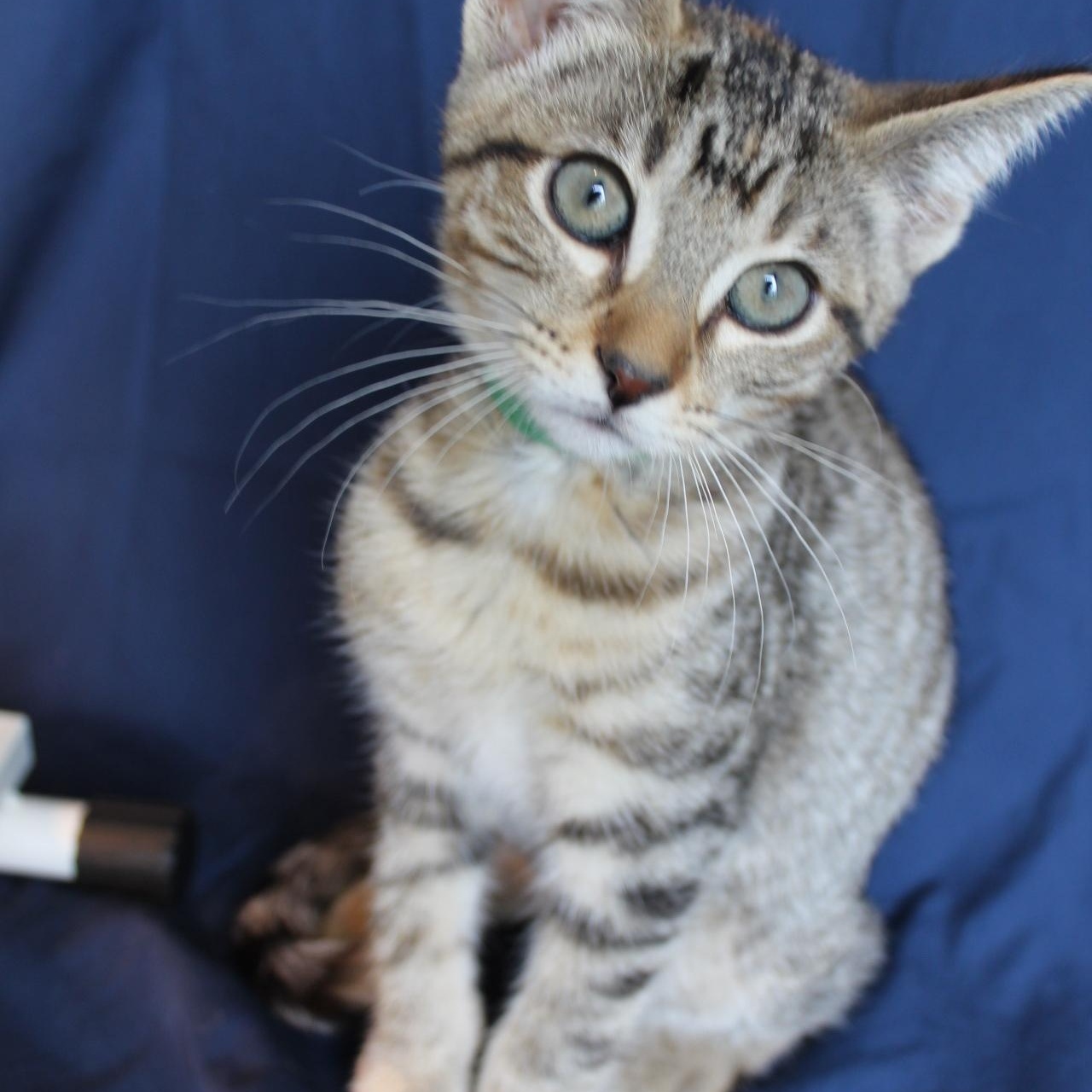 Shelly, a Adoptable Domestic Short Hair in Kenosha, WI image 2/5