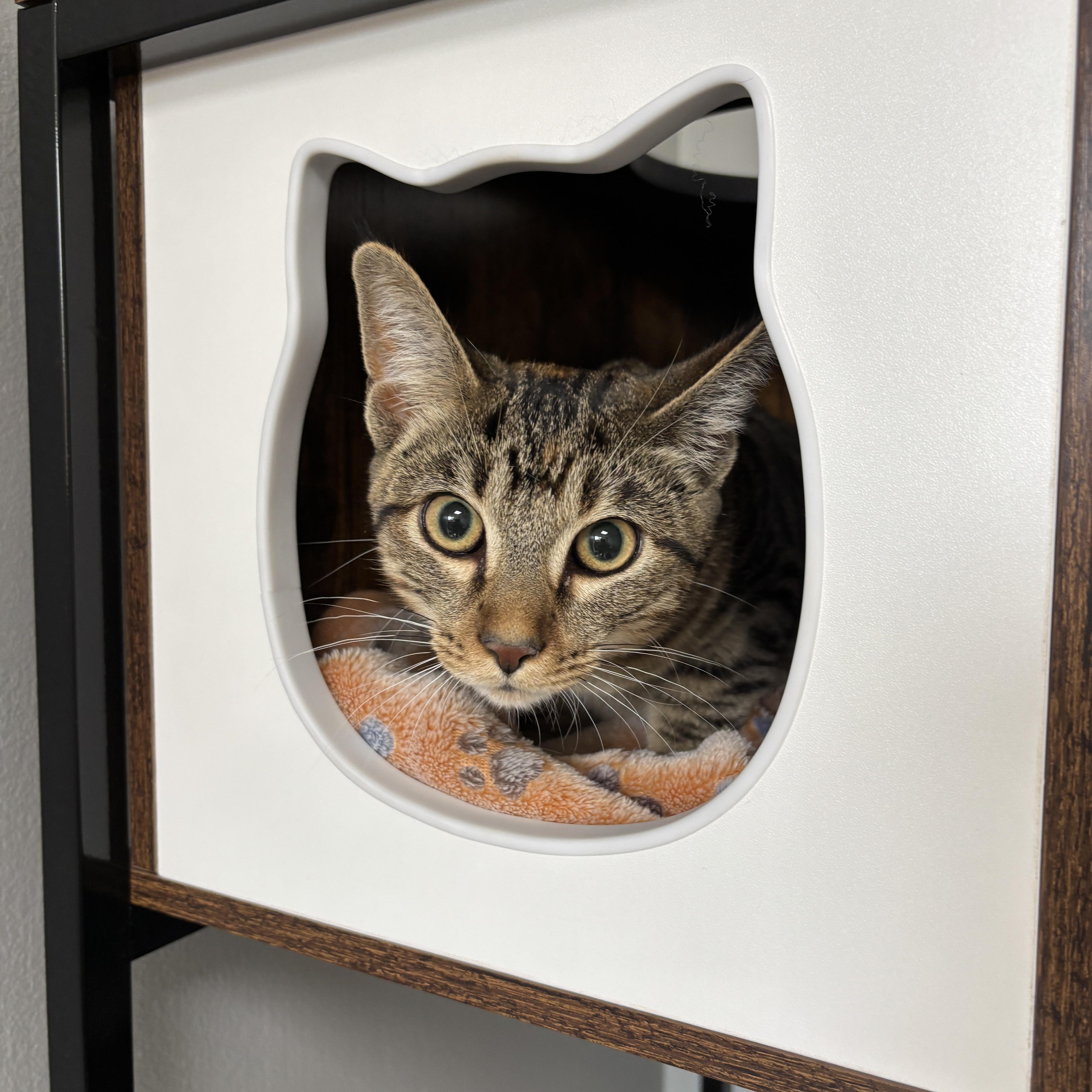 Shelly, a Adoptable Domestic Short Hair in Kenosha, WI image 1/5