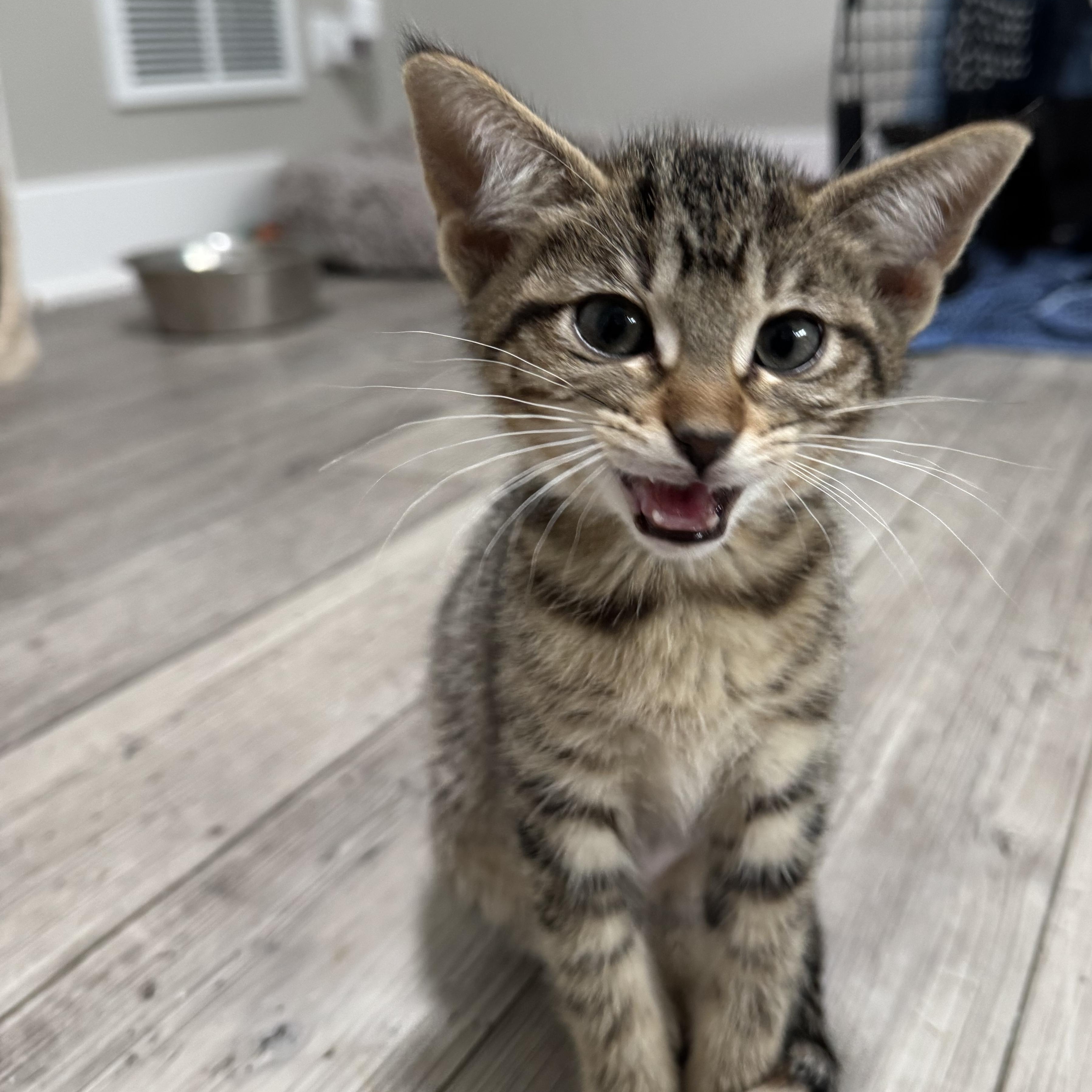 Shelly, Baby Female Domestic Short Hair