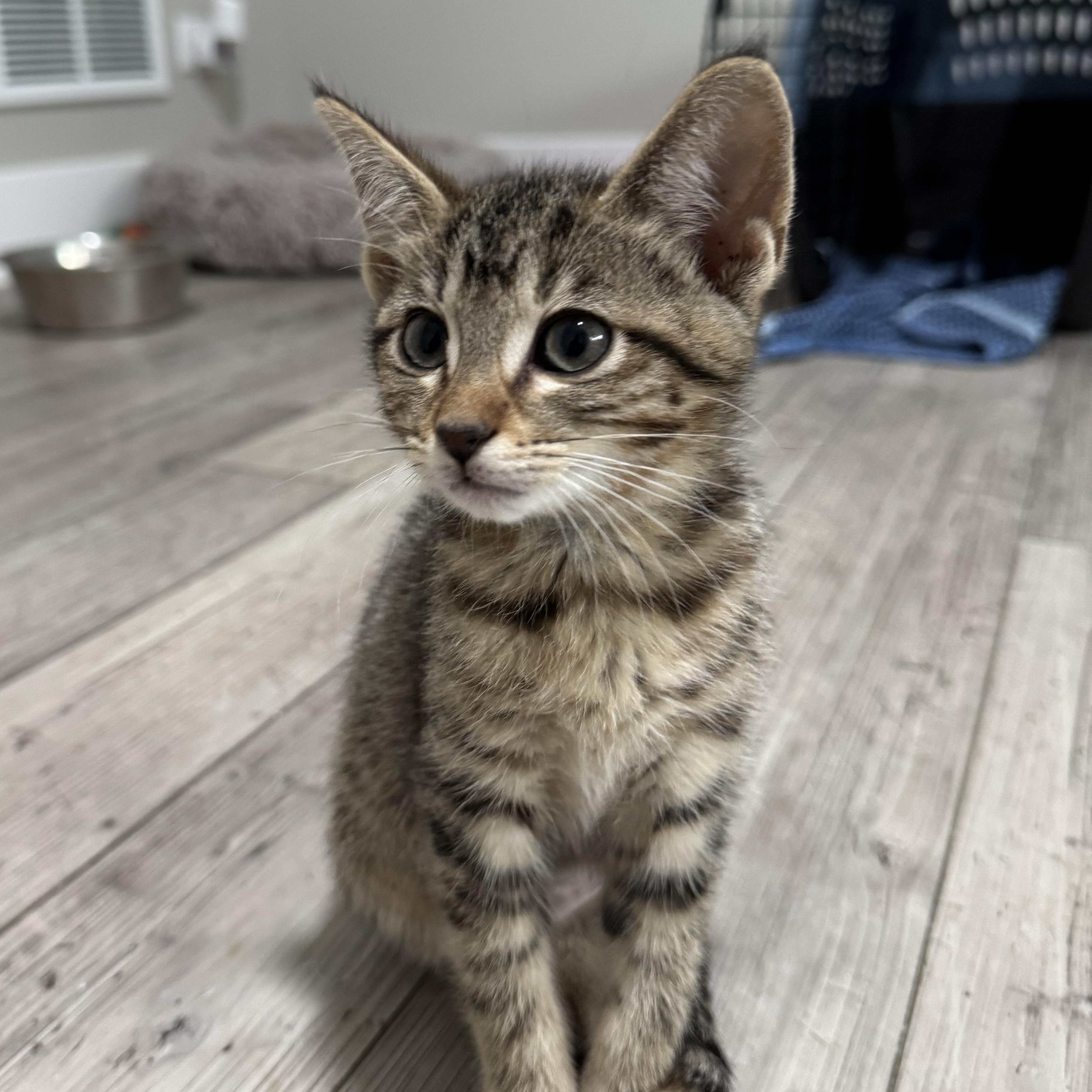 Shelly, a Adoptable Domestic Short Hair in Kenosha, WI image 4/5