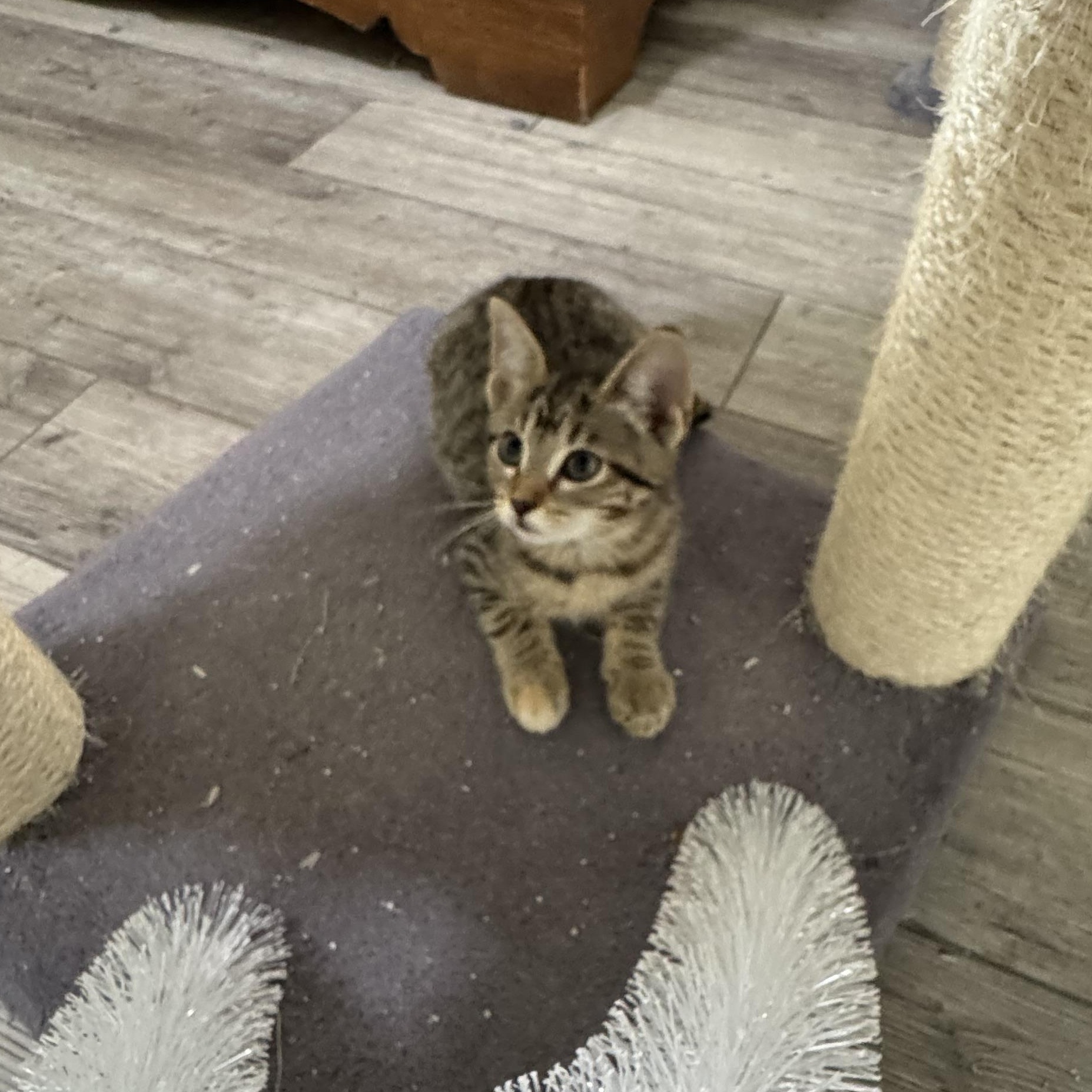 Shelly, a Adoptable Domestic Short Hair in Kenosha, WI image 5/5