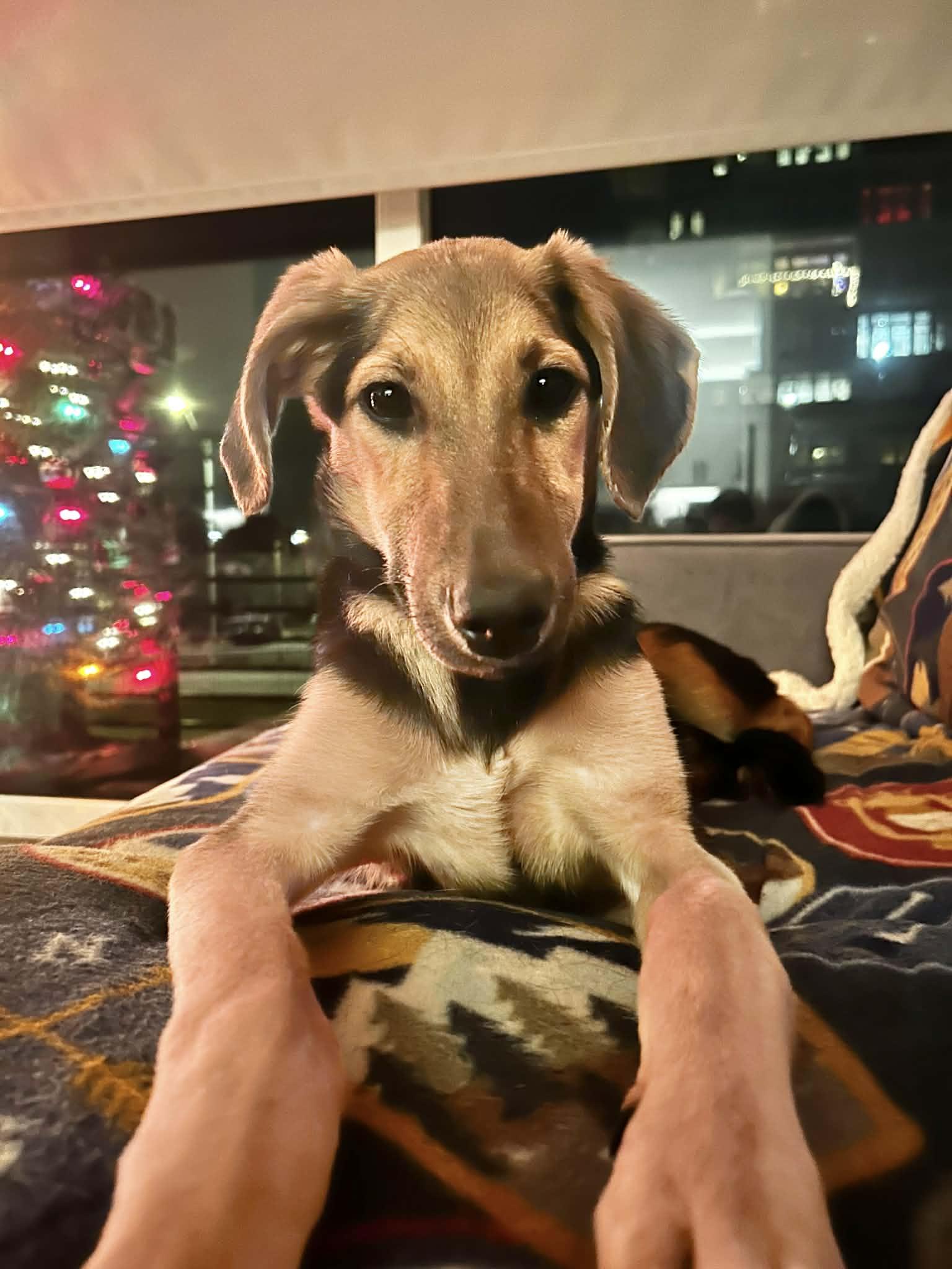 Enlarge Padme Amidala, a Adoptable mixed breed in Richmond, VA image 5/6