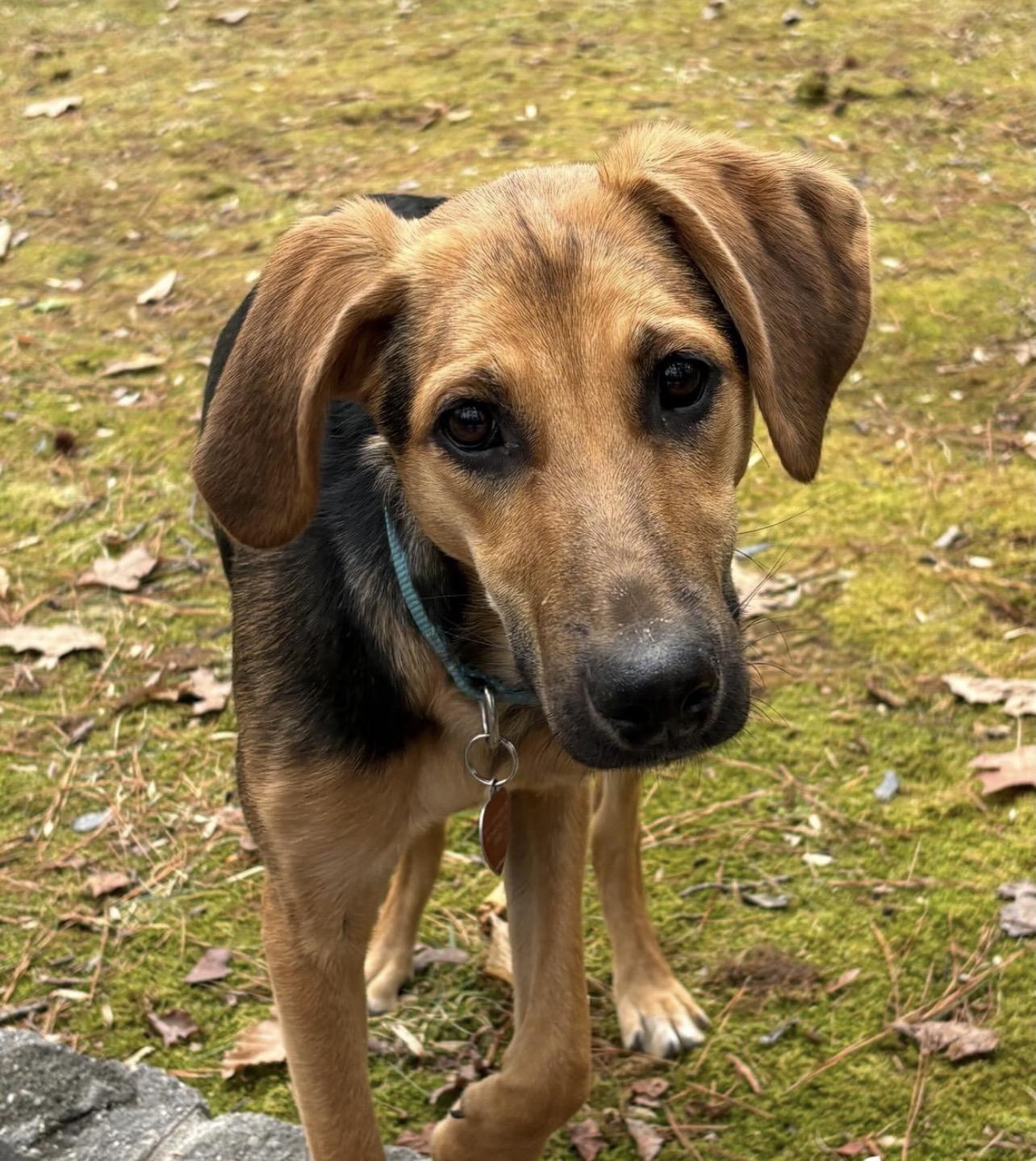 Enlarge Padme Amidala, a Adoptable mixed breed in Richmond, VA image 1/6