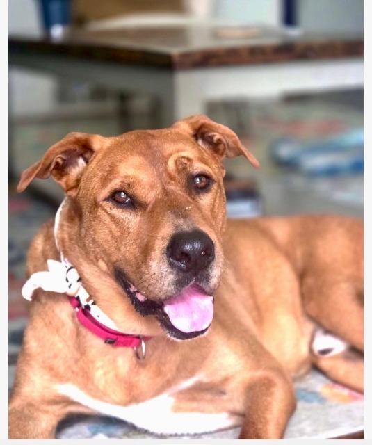 Red, Adoptable, Adult Male Black Mouth Cur.