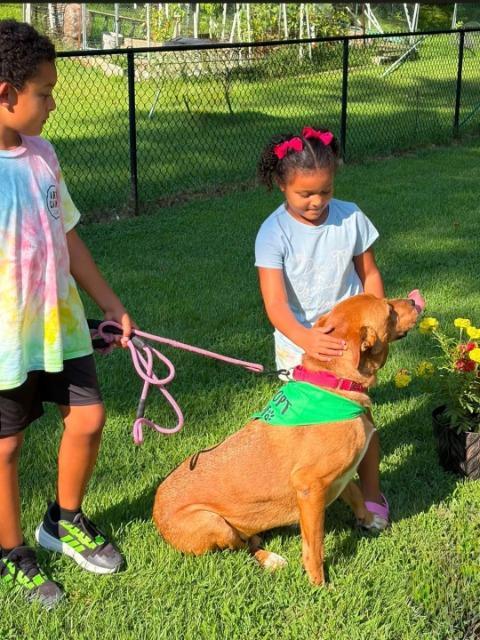 Enlarge Red, a Adoptable Black Mouth Cur in Princeton, MA image 2/6