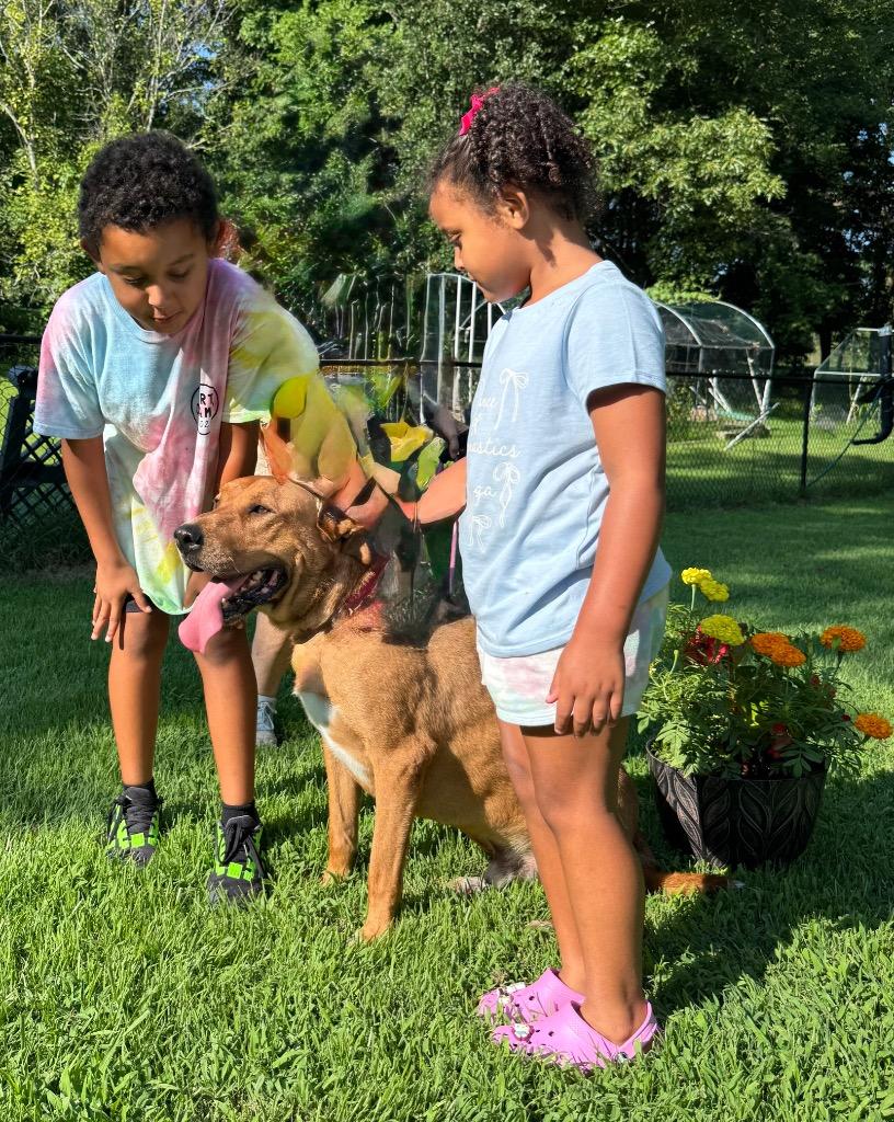 Enlarge Red, a Adoptable Black Mouth Cur in Princeton, MA image 3/6