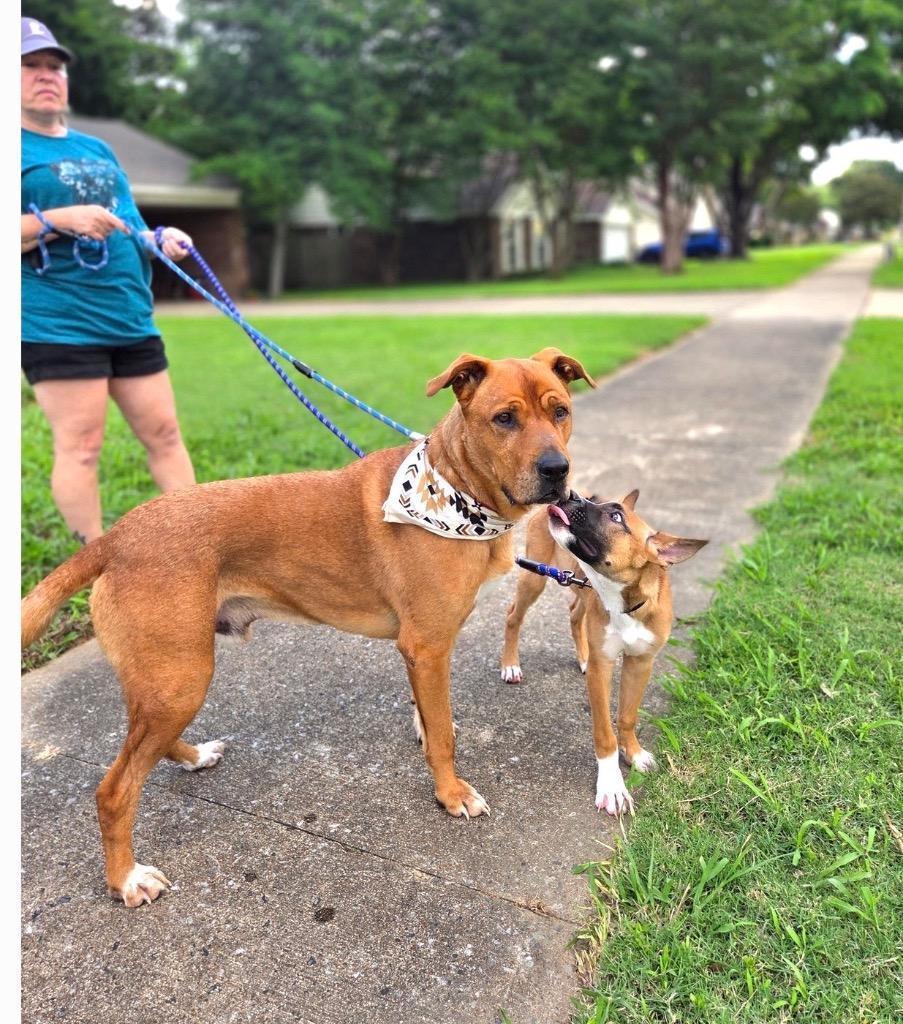 Enlarge Red, a Adoptable Black Mouth Cur in Princeton, MA image 4/6