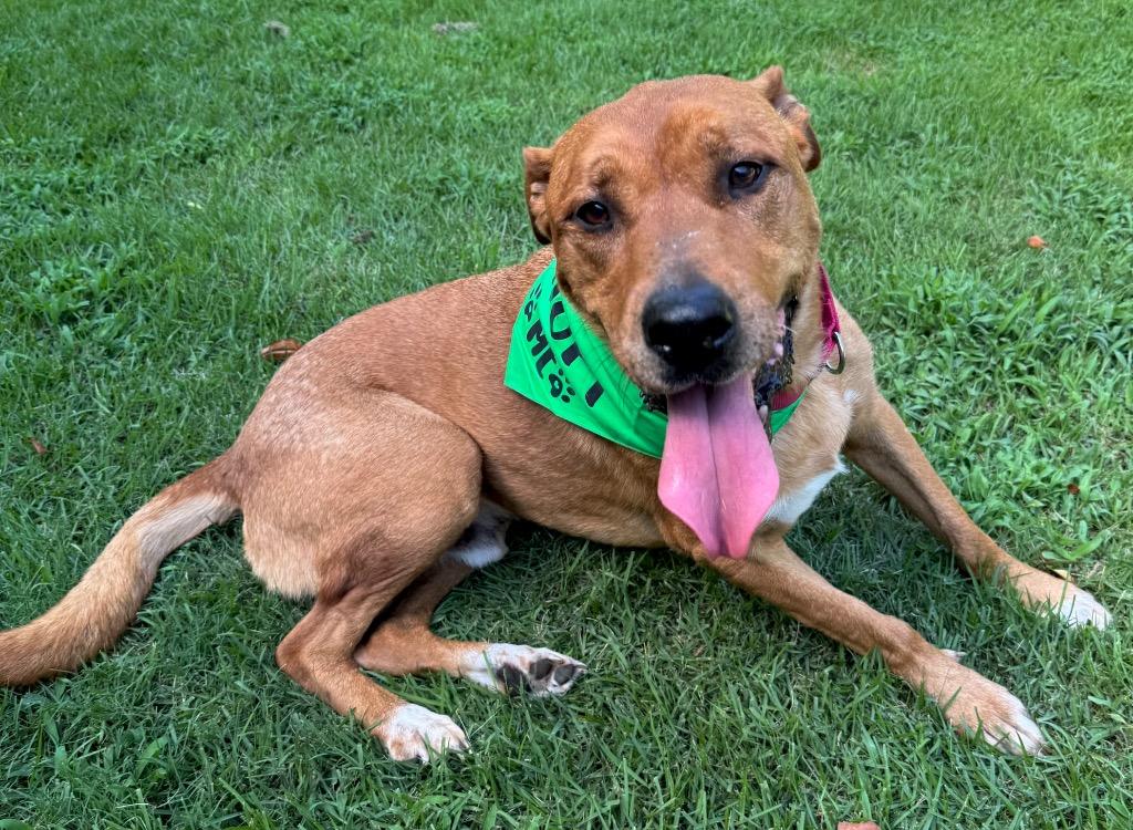 Enlarge Red, a Adoptable Black Mouth Cur in Princeton, MA image 5/6