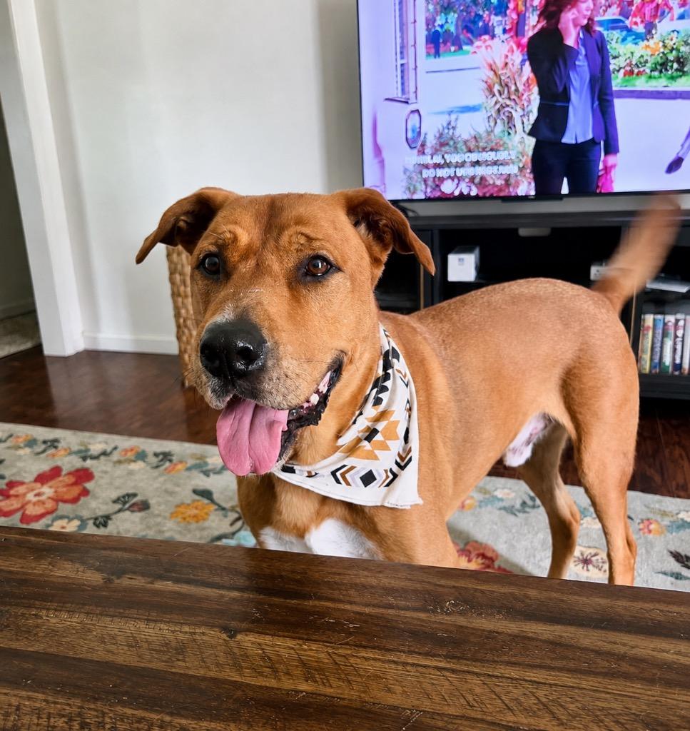 Enlarge Red, a Adoptable mixed breed in Princeton, MA image 5/6