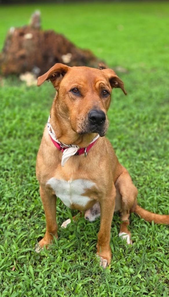 Enlarge Red, a Adoptable Black Mouth Cur in Princeton, MA image 6/6