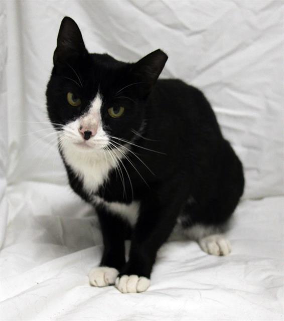 MARVIN, Adoptable, Young Male Domestic Short Hair.