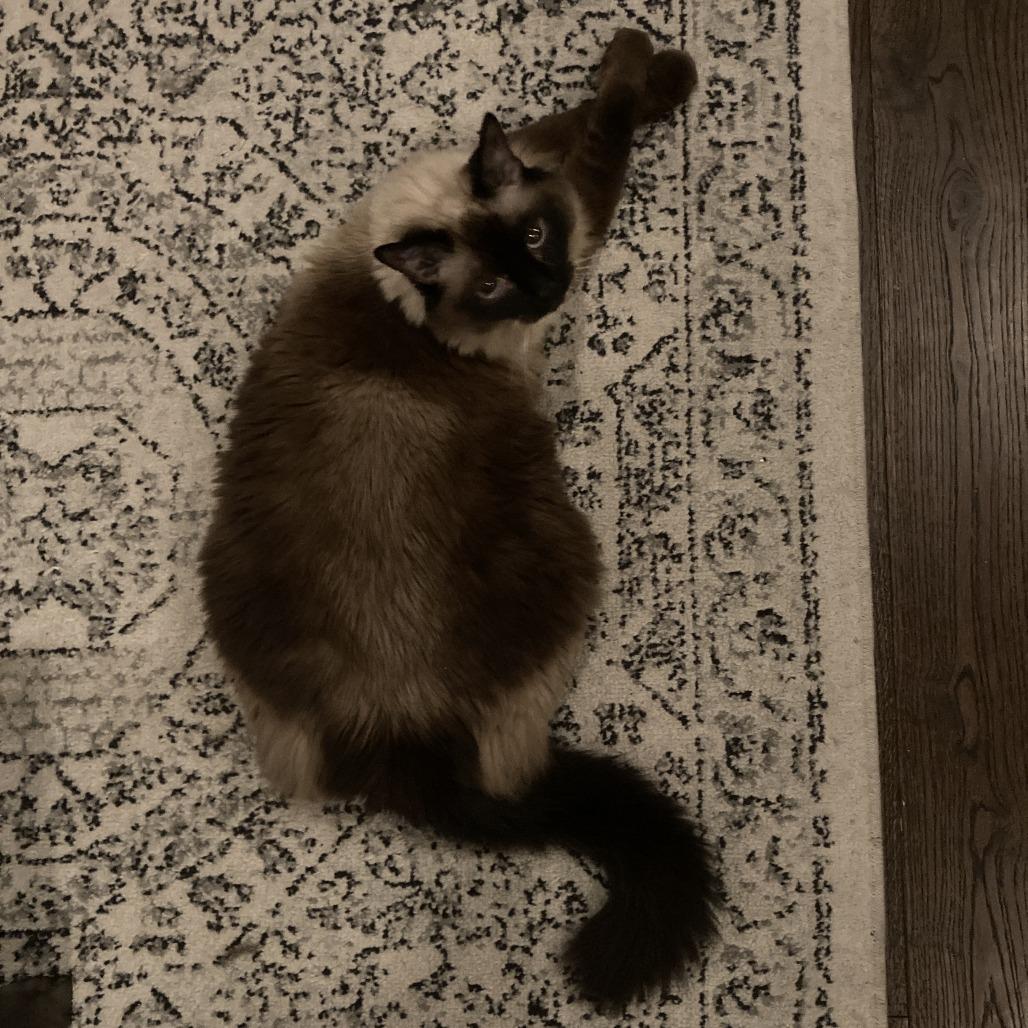 Lady Lily, Adoptable, Senior Female Siamese.
