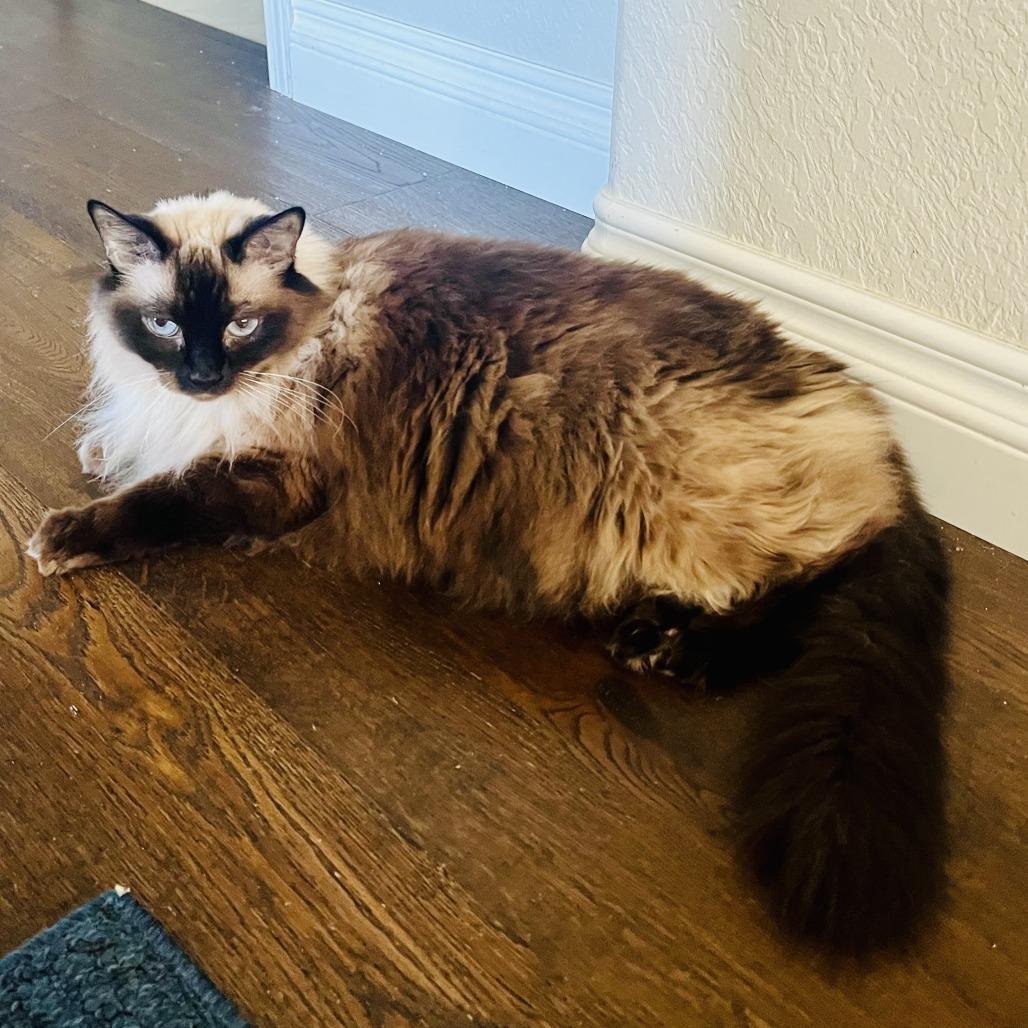 Enlarge Lady Lily, a Adoptable Siamese in San Diego, CA image 2/2