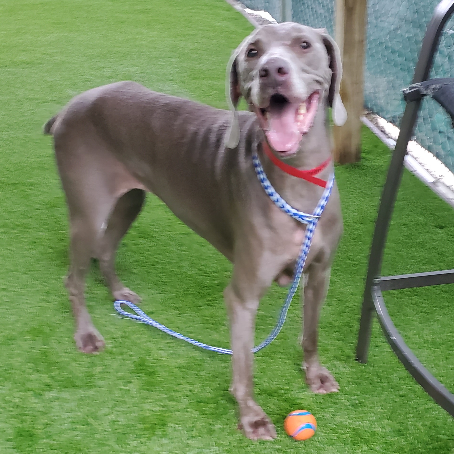 Minnie, a Adoptable Weimaraner in Memphis, TN image 4/5