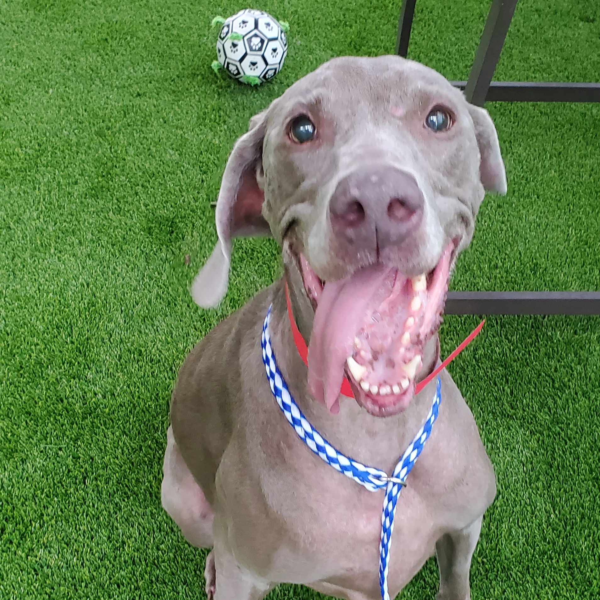 Minnie, a Adoptable Weimaraner in Memphis, TN image 3/5