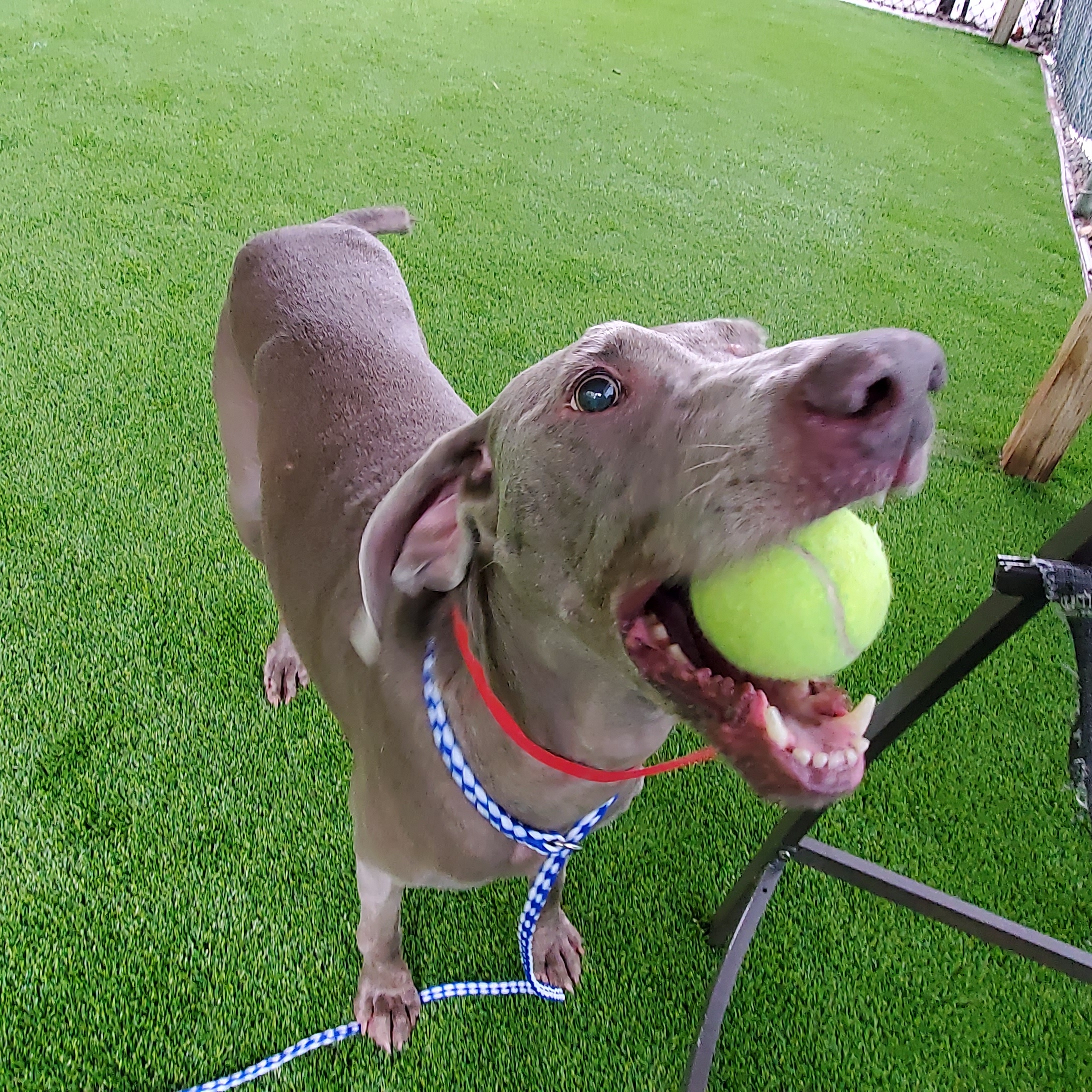 Minnie, a Adoptable Weimaraner in Memphis, TN image 5/5