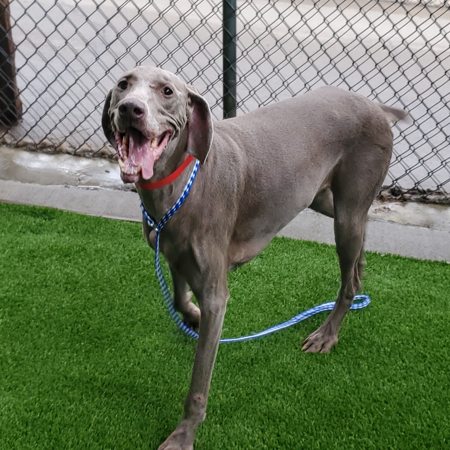 Minnie, a Adoptable Weimaraner in Memphis, TN image 2/5
