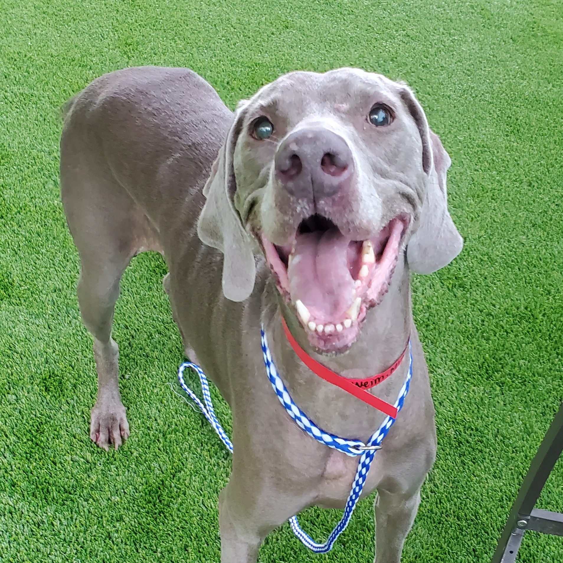Minnie, Adoptable, Senior Female Weimaraner.