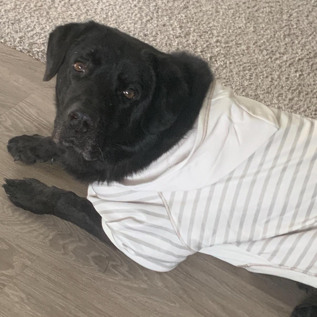 Aiden, Adoptable, Adult Male Black Labrador Retriever.