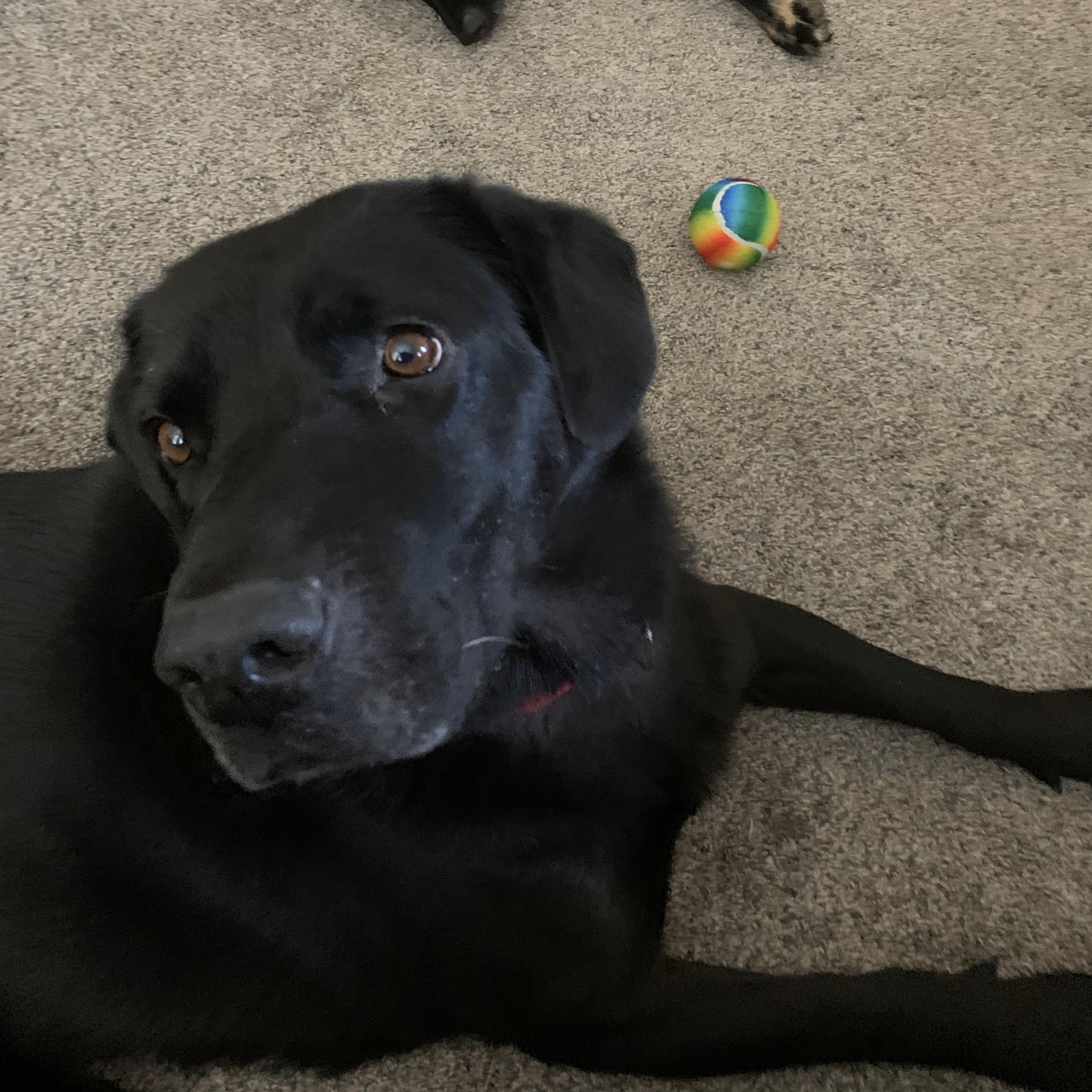 Enlarge Aiden, a Adoptable mixed breed in Tarzana, CA image 2/6