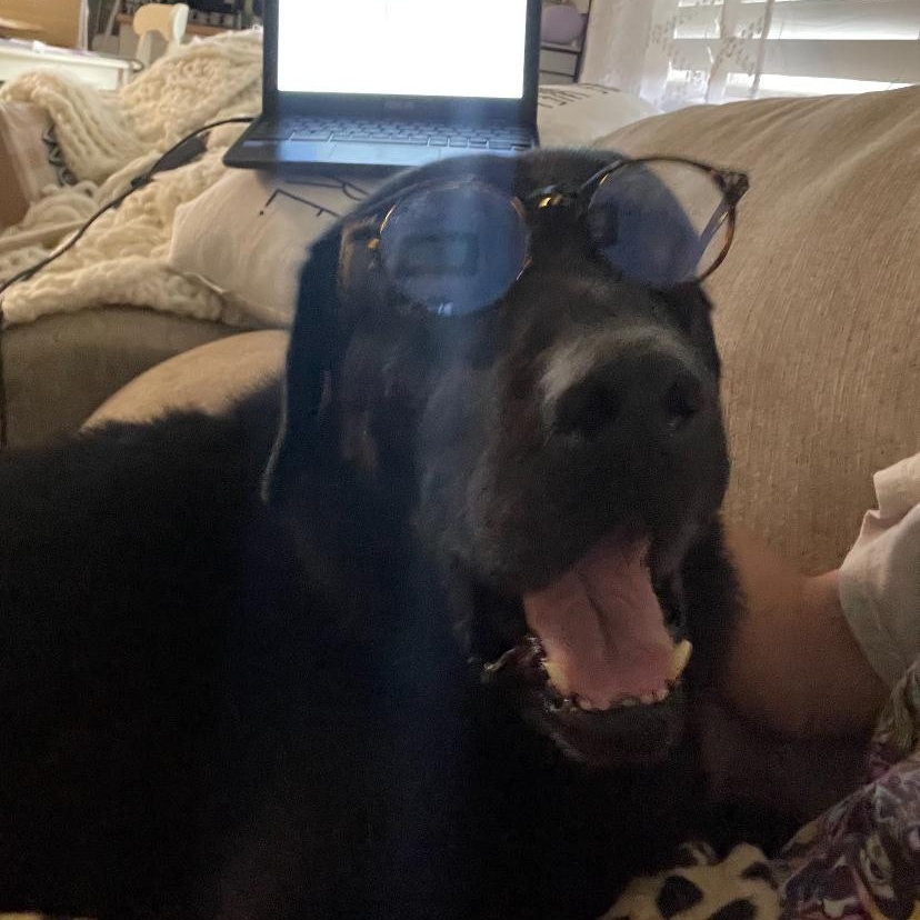 Aiden, Adoptable, Adult Male Black Labrador Retriever.