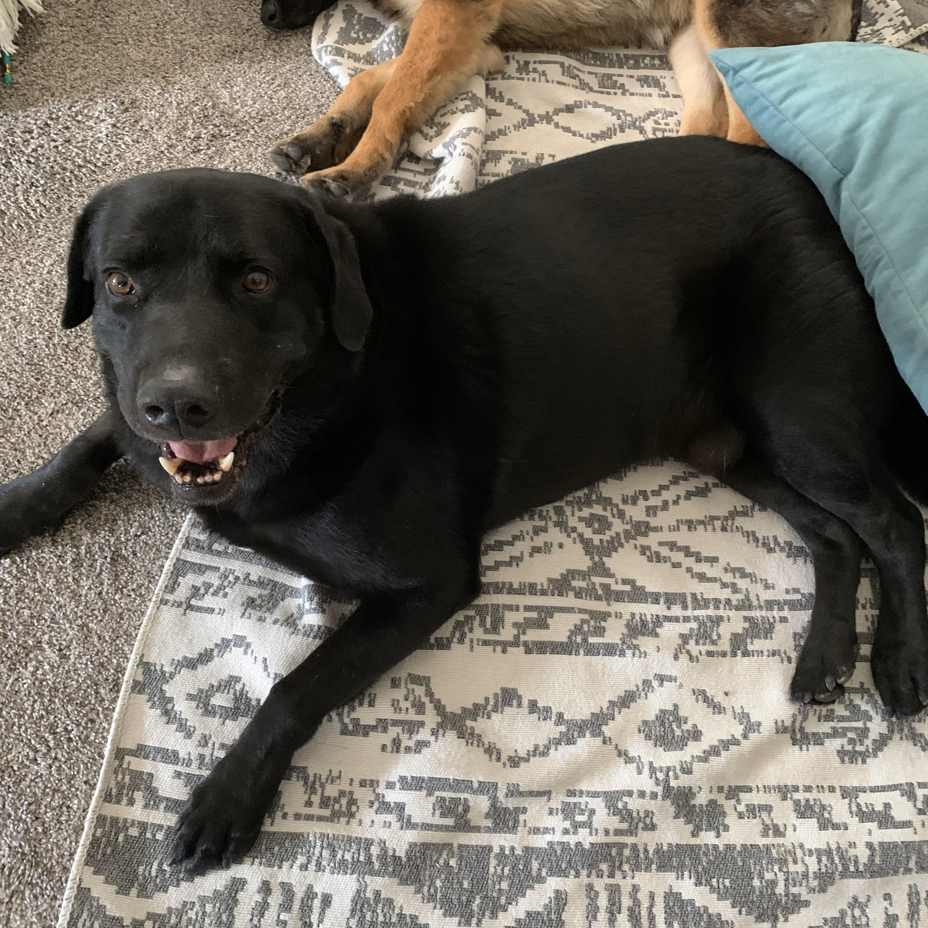 Enlarge Aiden, a Adoptable mixed breed in Tarzana, CA image 4/6