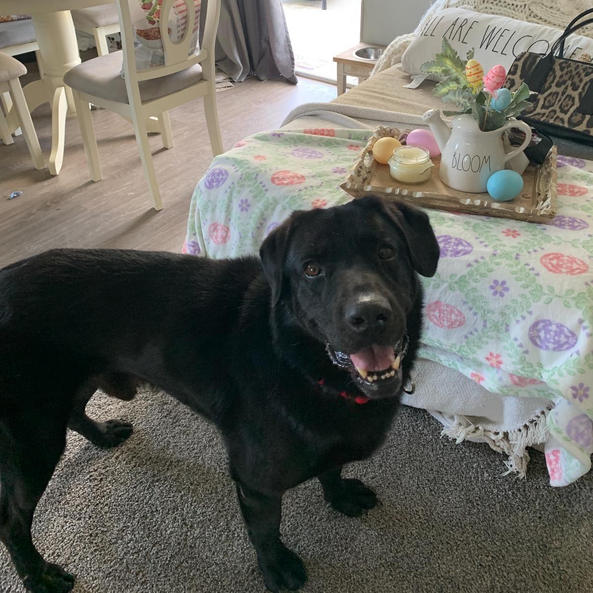 Enlarge Aiden, a Adoptable mixed breed in Tarzana, CA image 6/6